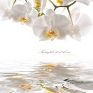 Фотообои Белая орхидея над водой