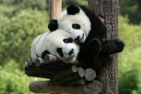 Фотообои Панды на дереве