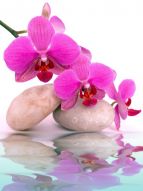Фотообои Розовая орхидея на камнях