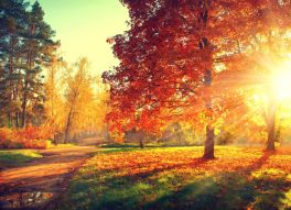 Фотообои золотая осень