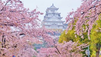 Фотообои цветущая сакура