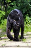 Фотообои черная пантера
