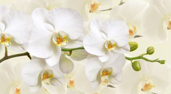 Фотообои Белая орихидея