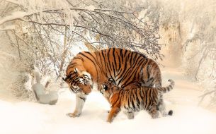 Фотообои Тигрица с тигренком