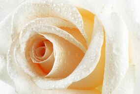 Фотообои Капли росы на нежной розе