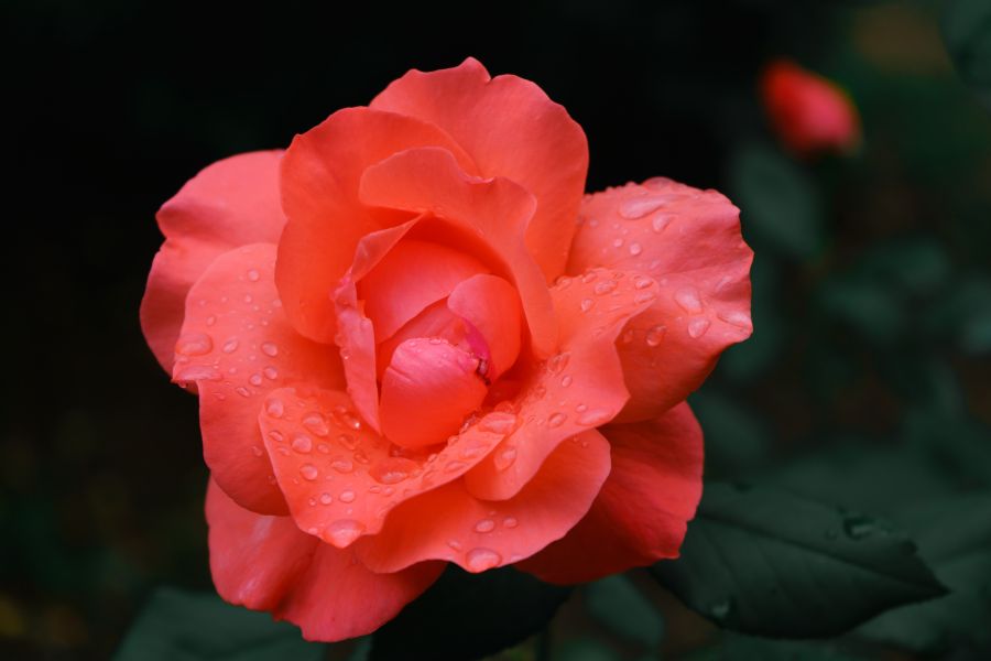 Картина на холсте Розовая роза с каплями росы, арт hd2259001