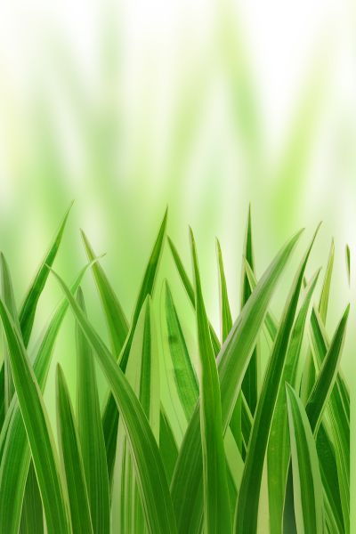 Картина на холсте трава, арт hd0688101