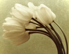 Фотообои Винтажные тюльпаны