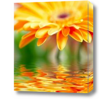 Картина Оранжевый цветок над водой
